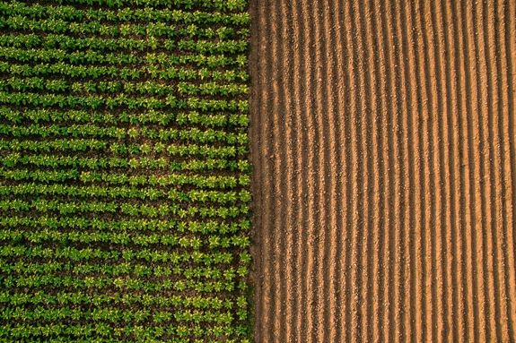 Aerial view - Rows of soil before planting